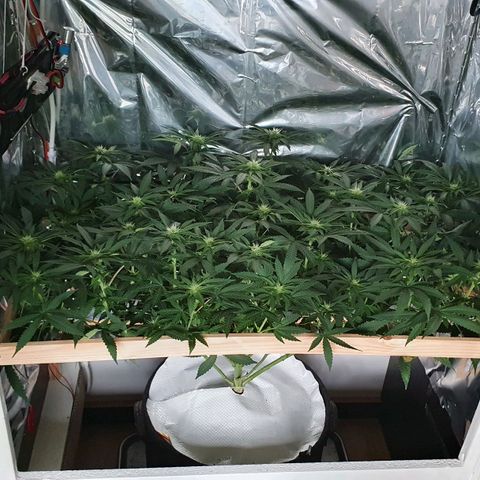 Green Gelato  growlog timeline photo