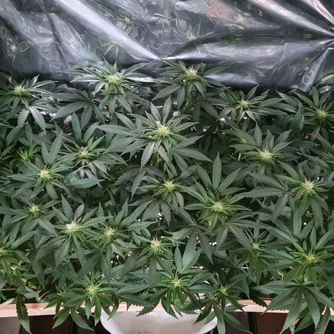 Green Gelato  growlog timeline photo