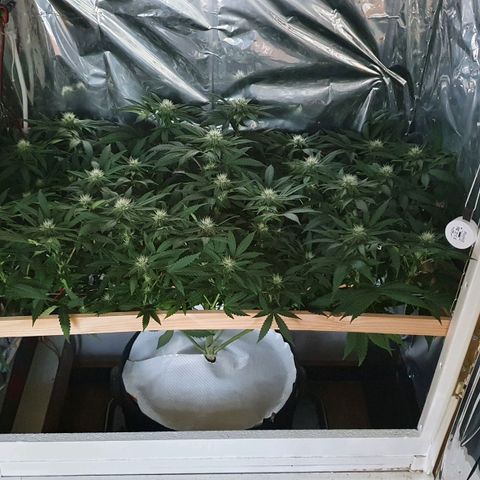 Green Gelato  growlog timeline photo