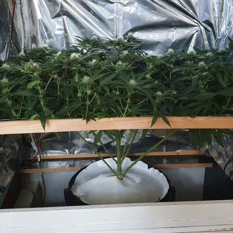 Green Gelato  growlog timeline photo