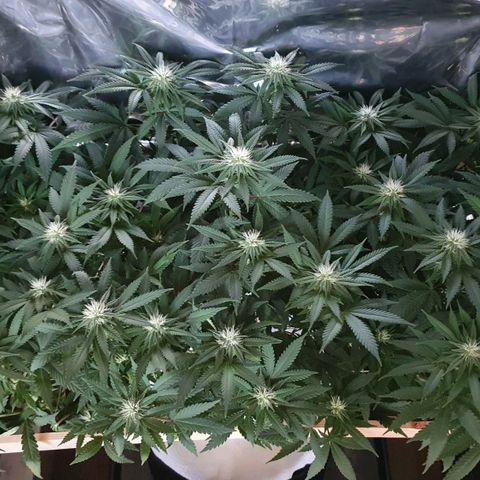 Green Gelato  growlog timeline photo