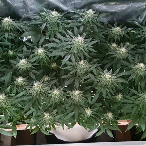 Green Gelato  growlog timeline photo