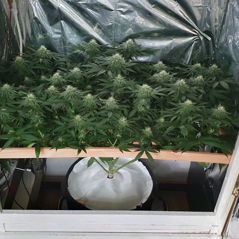 Green Gelato  growlog timeline photo