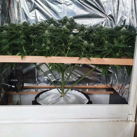 Green Gelato  growlog timeline photo