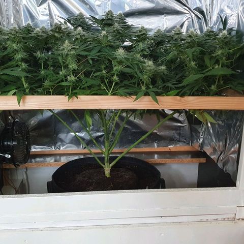 Green Gelato  growlog timeline photo