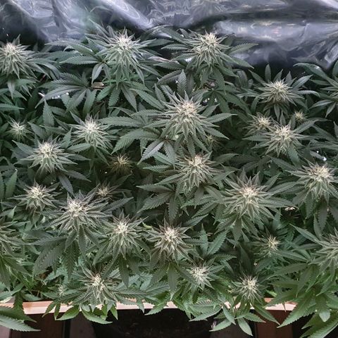 Green Gelato  growlog timeline photo
