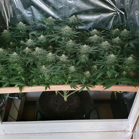 Green Gelato  growlog timeline photo