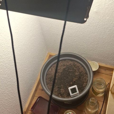 Apple Fritter Auto RQS growlog photo: First Day