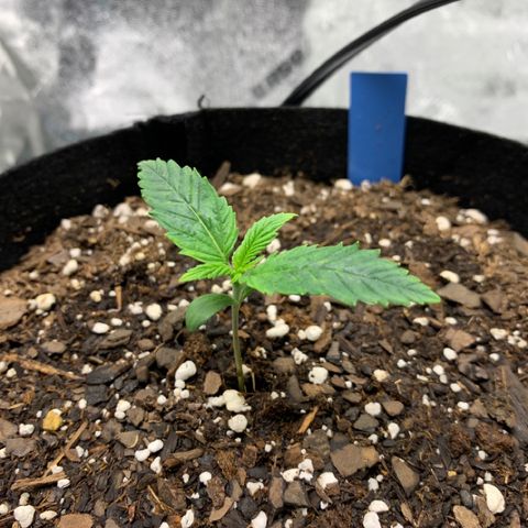 Space Station Orange 🔵 growlog timeline photo