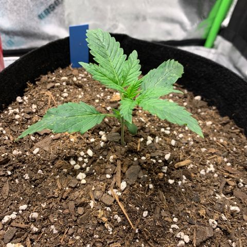 Space Station Orange 🔵 growlog timeline photo