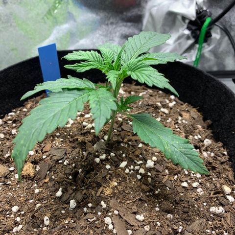 Space Station Orange 🔵 growlog photo: Before introducing Recharge