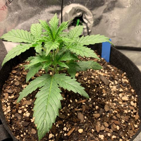 Space Station Orange 🔵 growlog timeline photo