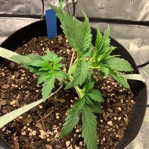 Space Station Orange 🔵 growlog photo: Began LST 