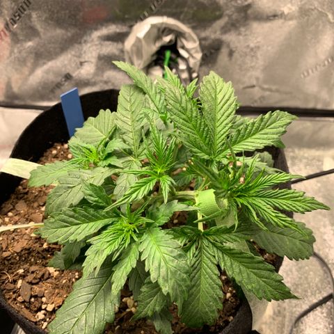 Space Station Orange 🔵 growlog timeline photo