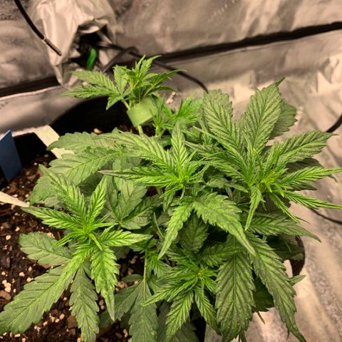 Space Station Orange 🔵 growlog timeline photo