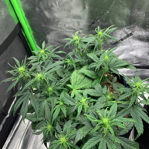 Space Station Orange 🔵 growlog timeline photo