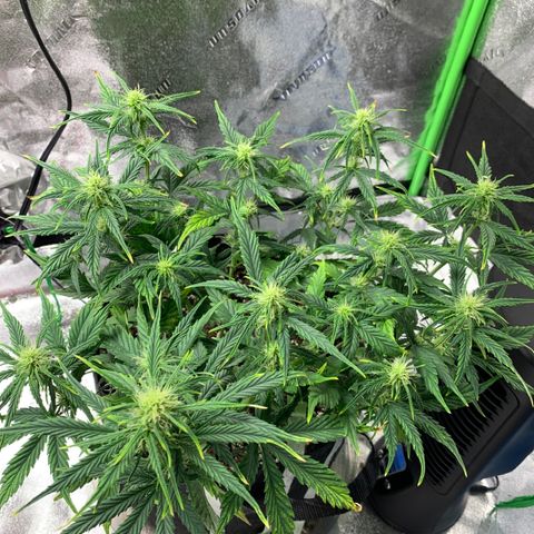 Space Station Orange 🔵 growlog timeline photo