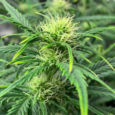 Space Station Orange 🔵 growlog photo: Main top