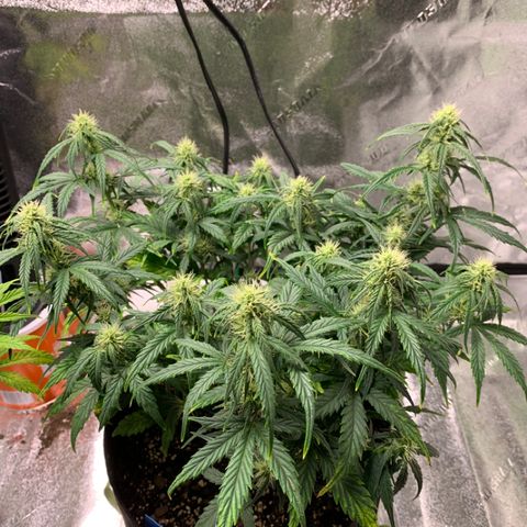 Space Station Orange 🔵 growlog timeline photo