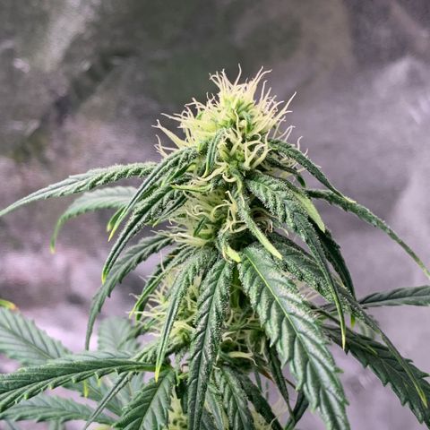 Space Station Orange 🔵 growlog timeline photo