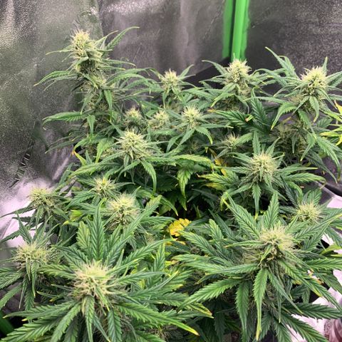 Space Station Orange 🔵 growlog timeline photo