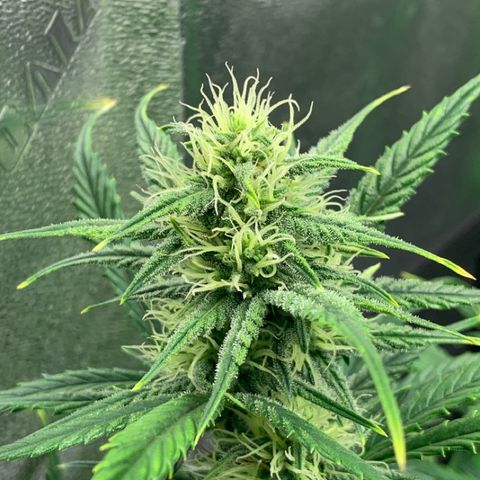 Space Station Orange 🔵 growlog timeline photo