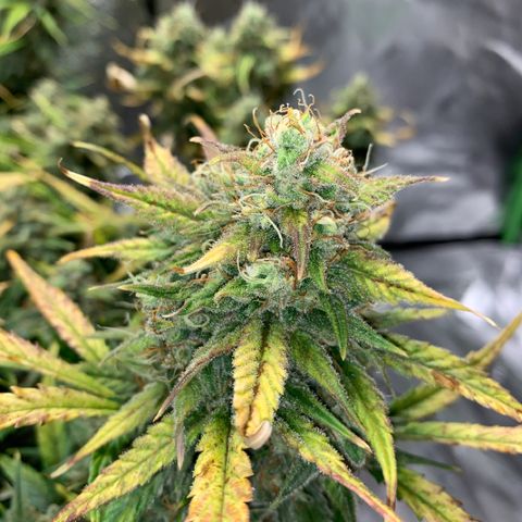 Space Station Orange 🔵 growlog timeline photo