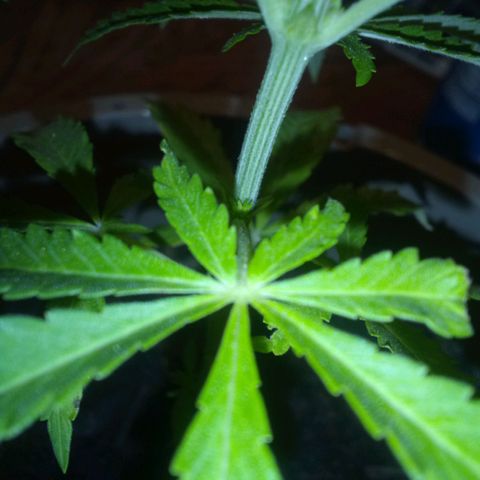 Shells cookies growlog photo: A critter outside got the middle of my plant. So hopefully it grows out more. 

But developing white and orange hairs 