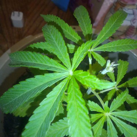Shells cookies growlog photo: A critter outside got the middle of my plant. So hopefully it grows out more. 

But developing white and orange hairs 