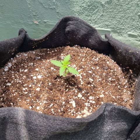 Quick One Growlog-Foto 2