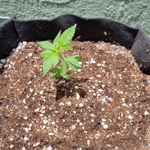 Foto 2 do growlog de Royal Bluematic