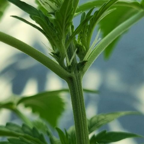 Royal Bluematic growlog photo: preflora 🥺