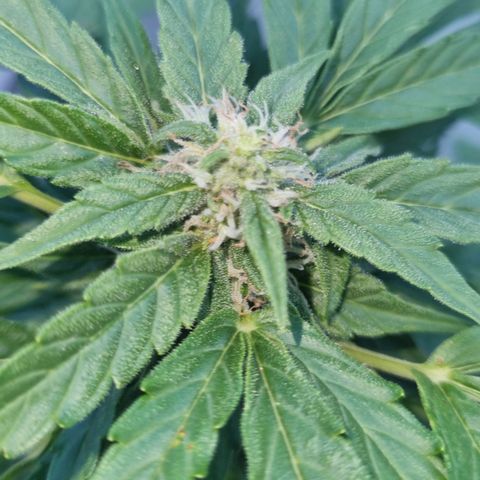 Royal Bluematic growlog timeline photo