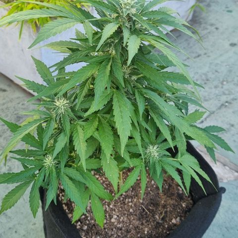 Royal Bluematic growlog timeline photo