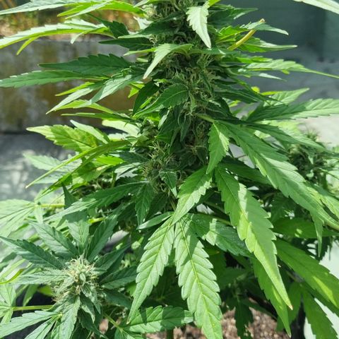 Royal Bluematic growlog timeline photo