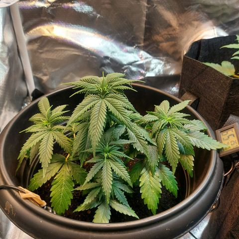 Northern Lights - FOTO growlog timeline photo