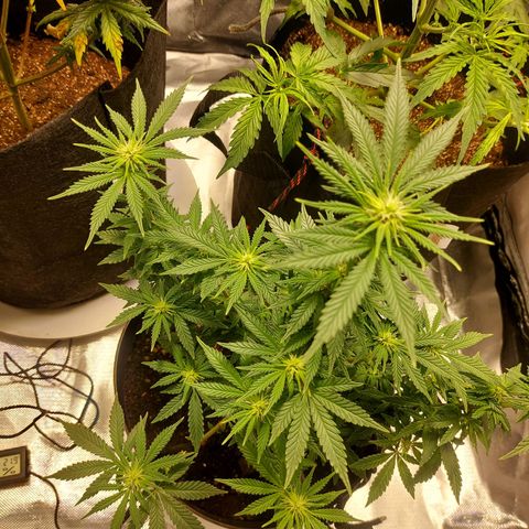 Northern Lights - FOTO growlog timeline photo