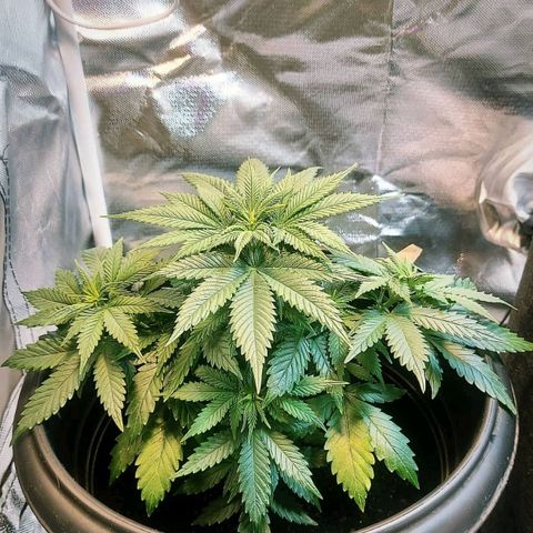 Northern Lights - FOTO growlog timeline photo