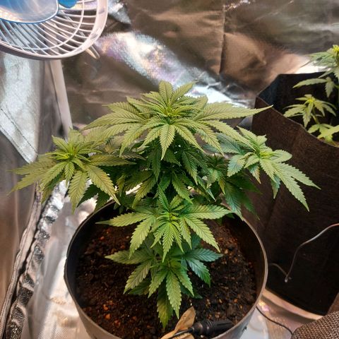 Northern Lights - FOTO growlog timeline photo