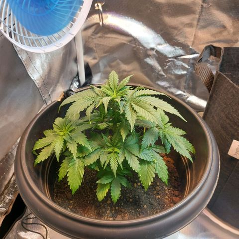 Northern Lights - FOTO growlog timeline photo