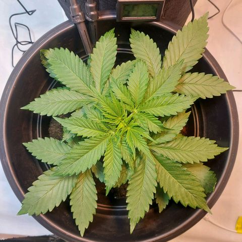 Northern Lights - FOTO growlog timeline photo