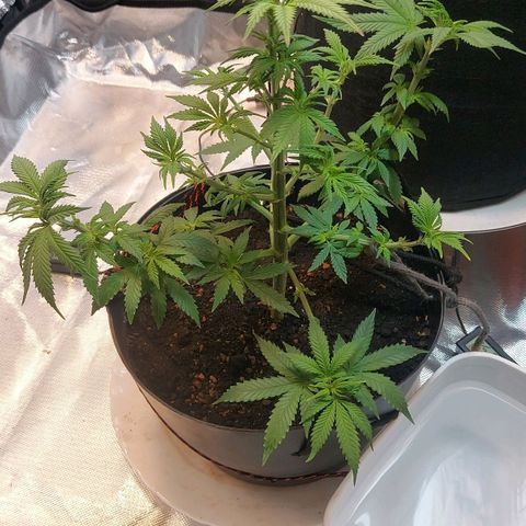Northern Lights - FOTO growlog timeline photo