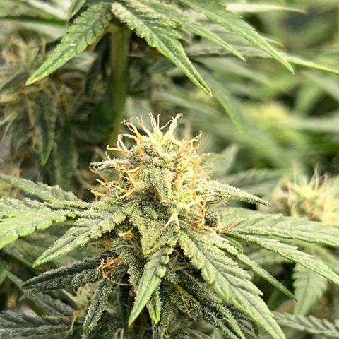 HulkBerry Automatic 50-65 days growlog timeline photo