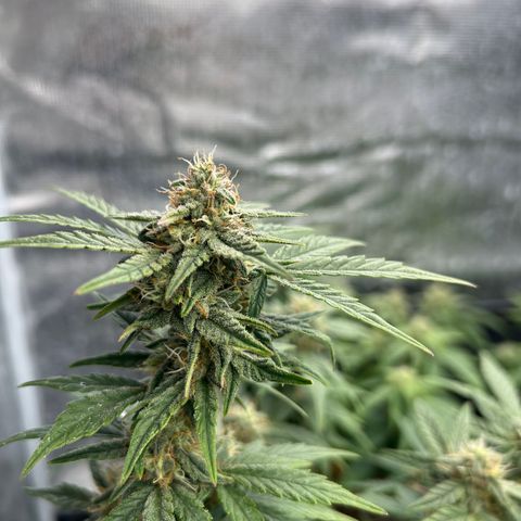 HulkBerry Automatic 50-65 days growlog timeline photo