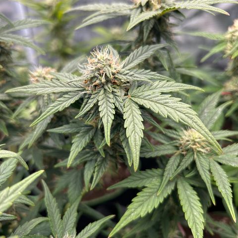 HulkBerry Automatic 50-65 days growlog timeline photo