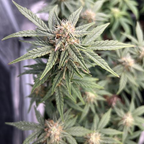 HulkBerry Automatic 50-65 days growlog timeline photo
