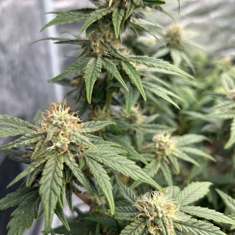 HulkBerry Automatic 50-65 days growlog timeline photo