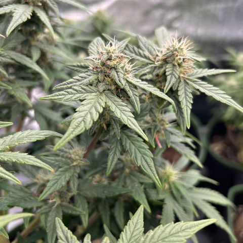 HulkBerry Automatic 50-65 days growlog timeline photo
