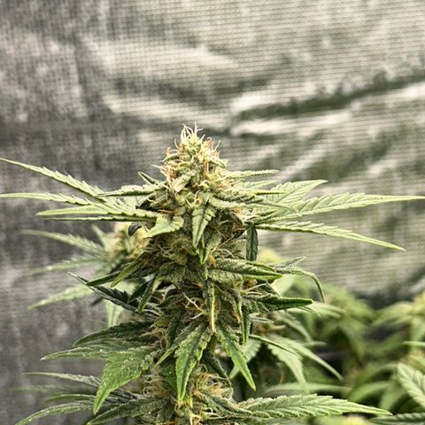 HulkBerry Automatic 50-65 days growlog timeline photo