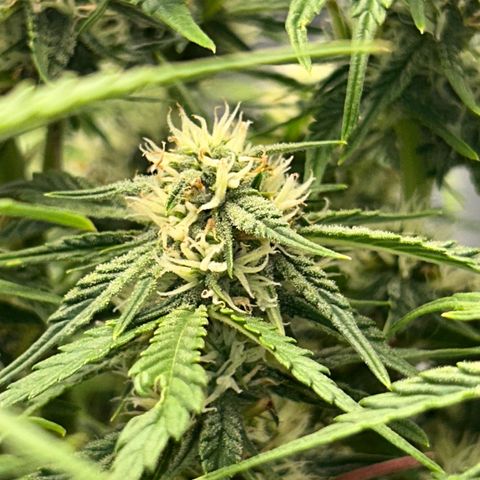 HulkBerry Automatic 50-65 days growlog timeline photo